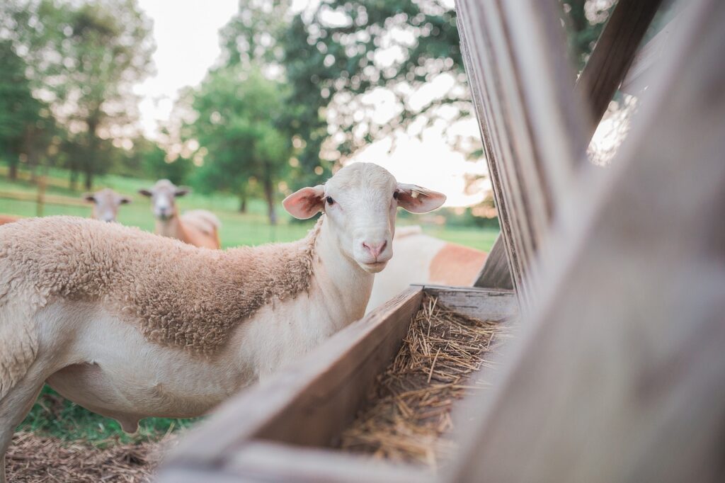 sheep, pasture, lamb-5358102.jpg